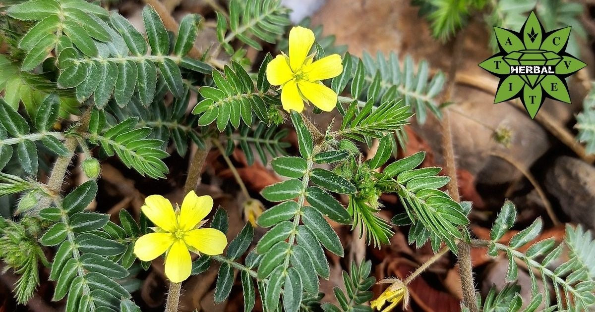 Tribulus Terrestris (Babini zubi) — biljka i kapsule za mušku vitalnost i libido